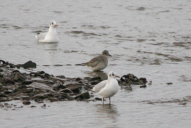 GREY PLOVER . THE TOPSHAM RECREATION GROUND . DEVON . 10 . 1 . 2017
