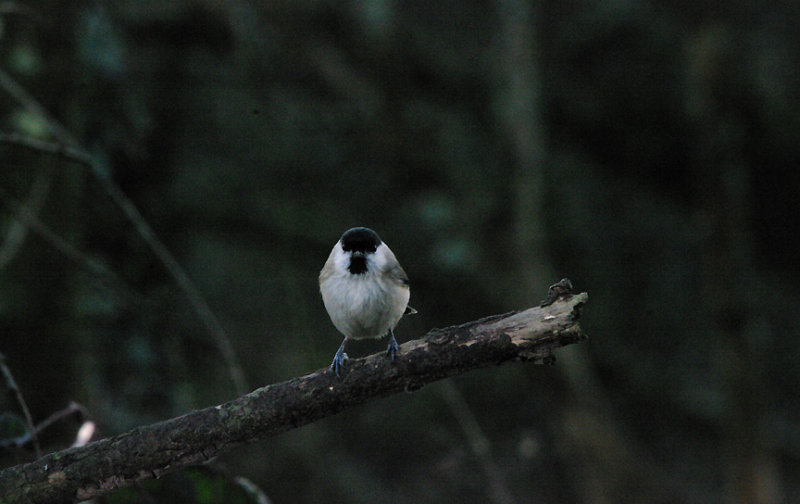 MARSH TIT . LOWER TAMAR LAKE  . DEVON . 14 . 1 . 2017