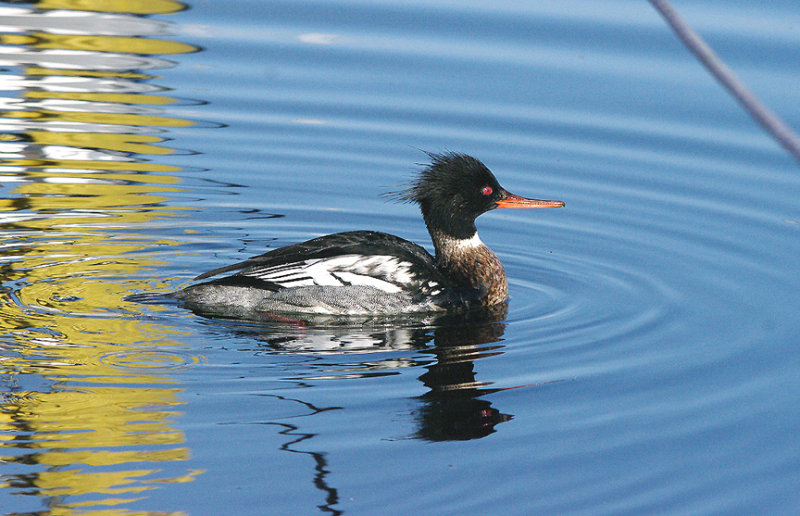 RED-BREASTED MERGANSER . TURF LOCKS . DEVON . ENGLAND . 18 . 1 . 2017 