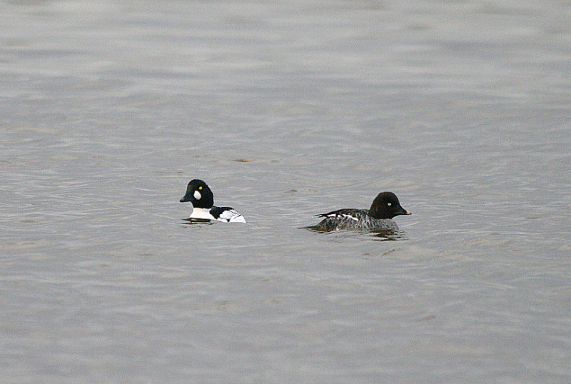COMMOM GOLDENEYE ( Male & Female ) . THE RIVER EXE . THE TOPSHAM RECREATION GROUND . DEVON . ENGLAND . 1 . 2 . 2017