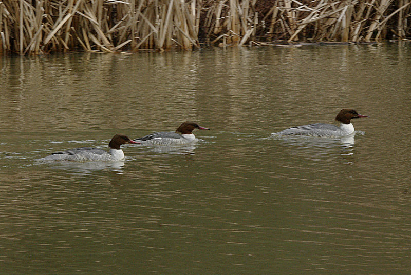 GOOSANDER ( Female`s ) . STOVER PARK . DEVON . ENGLAND . 2 . 2 . 2017