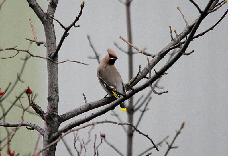 BOHEMIAN WAXWING , HEATHFIELD , DEVON , 2 , 2 , 2017