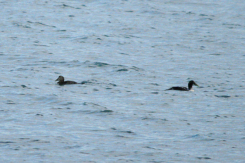 COMMON EIDER . GOODRINGTON SANDS . DEVON . ENGLAND . 4 . 2 . 2017