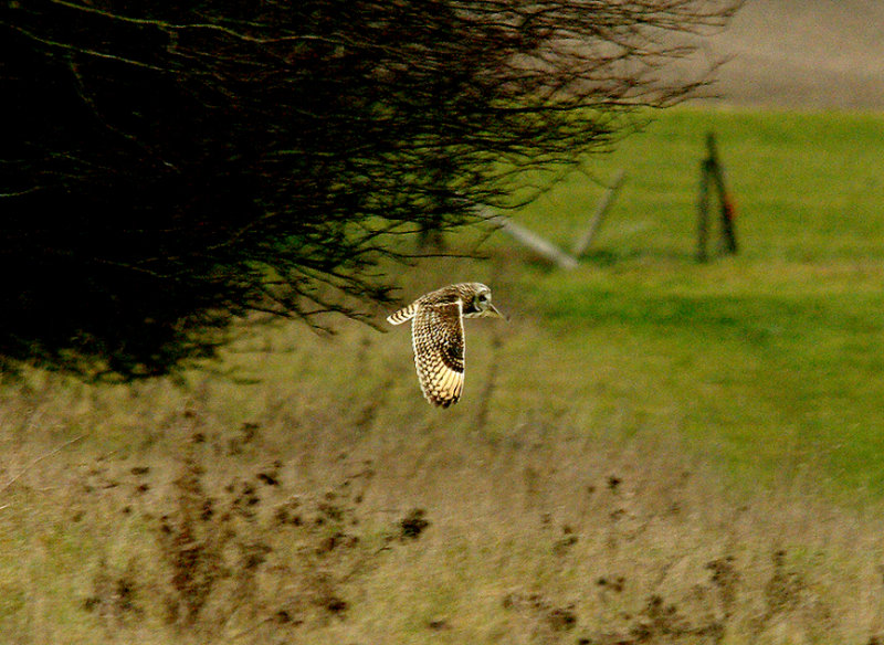 SHORT-EARED OWL , WYKE DOWN , DORSET , 10 , 2 , 2015 ..JPG