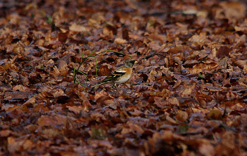 BRAMBLING . WOODBURY CASTLE . DEVON . 8 . 2 . 2017