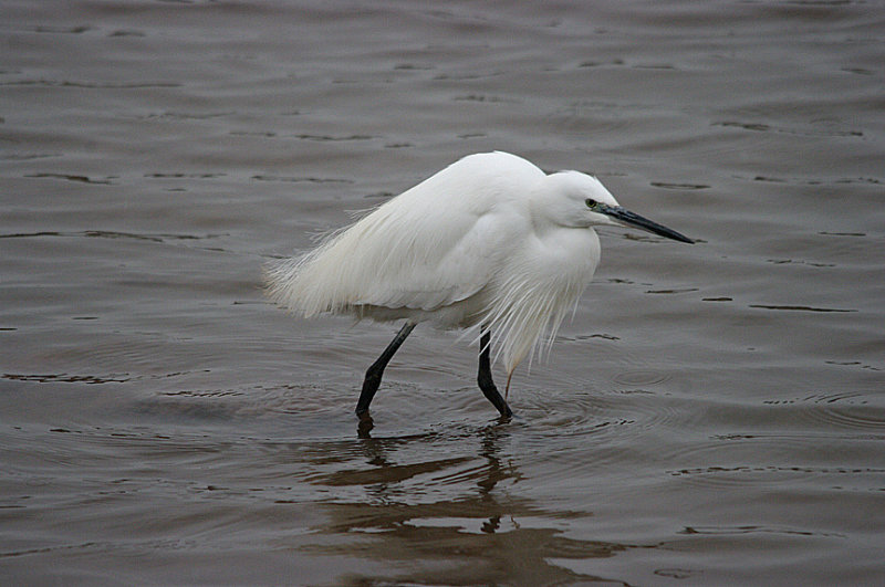 LITTLE EGRET . GOOSEMOOR . TOPSHAM . DEVON . 11 . 2 . 2017