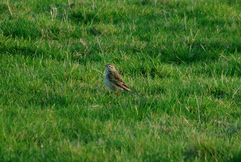 RICHARD`S PIPIT . ABBOTSBURY . DORSET . 13 . 2 . 2017