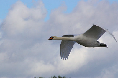 MUTE SWAN . CHEW VALLEY LAKE . SOMERSET . ENGLAND . 6 . 10 . 2010