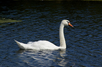 MUTE SWAN . THE EXETER CANAL . EXMINSTER MARSHES . DEVON . ENGLAND . 7 . 9 . 2009