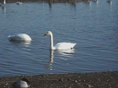  BEWICK`S SWAN , SLIMBRIDGE WWT , GLOUCESTERSHIRE , ENGLAND . 9 , 2 , 2008