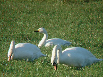 BEWICK`S SWAN . THE AXE ESTUARY . DEVON . ENGLAND . 1 . 1 . 2010