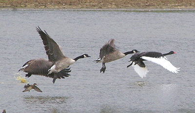 BLACK SWAN . BOWLING GREEN MARSH . TOPSHAM . DEVON . ENGLAND . 20 . 8 . 2010