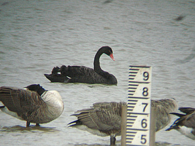 BLACK SWAN . BOWLING GREEN MARSH . TOPSHAM . DEVON . ENGLAND . 20 . 8 . 2010