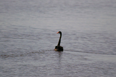 BLACK SWAN . THE CLYST ESTUARY . TOPSHAM . DEVON . ENGLAND . 29 . 8 . 2011