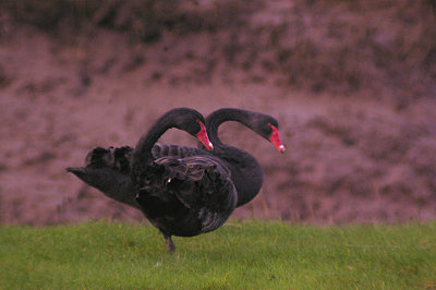 BLACK SWAN . TREMLETT`S MARSH . TOPSHAM . DEVON . ENGLAND . 21 . 1 . 2012