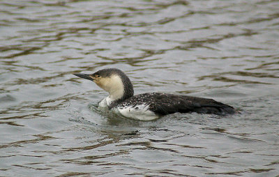 RED THROATED DIVER . THE EXETER CANAL . EXMINSTER MARSH . DEVON . 10 . 4 . 2013