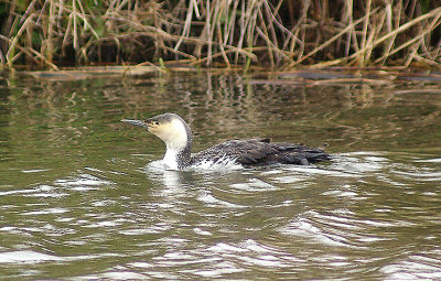 RED THROATED DIVER . THE EXETER CANAL . EXMINSTER MARSH . DEVON . 10 . 4 . 2013