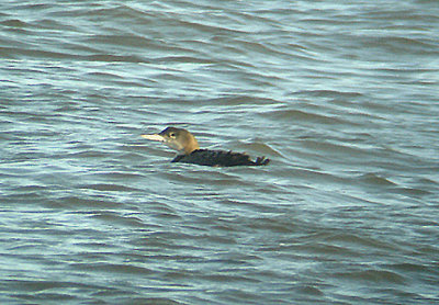  GREAT NORTHERN DIVER . CATTEWATER . PLYMOUTH . DEVON . 10 . 1 . 2007