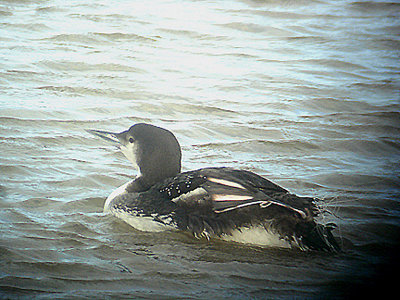 ( I ) . GREAT NORTHERN DIVER , HALE ESTUARY , CORNWALL , 1 , 3 , 2007