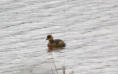 LITTLE GREBE . BOWLING GREEN MARSH . TOPSHAM . DEVON . 19 . 1 . 2013