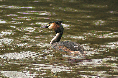 GREAT CRESTED GREBE . STOVER PARK . DEVON . 24 . 2 . 2013