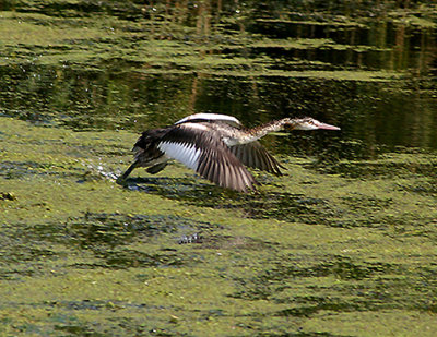 GREAT CRESTED GREBE . THE EXETER CANAL . EXMINSTER MARSHES . DEVON . 7 . 9 . 2009