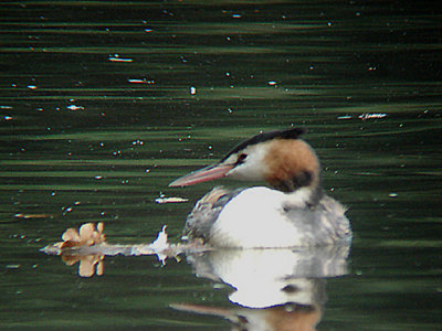  GREAT CRESTED GREBE . STOVER PARK . DEVON . 22 . 10 . 2007
