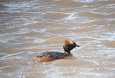 SLAVONIAN GREBE , THE EXE ESTUARY , TOPSHAM , DEVON , 28 , 5 , 2007