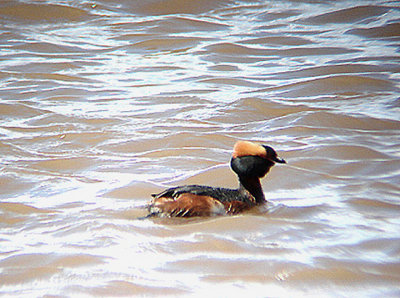 SLAVONIAN GREBE . THE EXE ESTUARY . TOPSHAM . DEVON . 28 . 5 . 2007