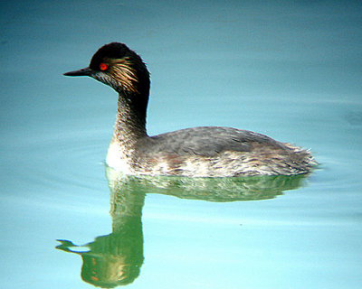 BLACK NECKED GREBE . THE COALCHELLA WILD BIRD CENTER . INDIO . CALIFORNIA . U . S . A . 25 . 7 . 2009