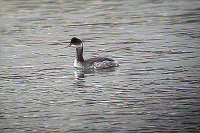  BLACK NECKED GREBE . THE COACHELLA WILD BIRD CENTER . INDIO . CALIFORNIA . U . S . A . 21 . 11 . 2004