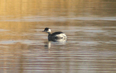 BLACK-NECKED GREBE . DAWLISH WARREN . DEVON . 30 . 11 . 2012