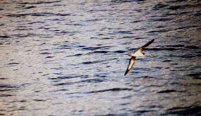 CORY`S SHEARWATER .  SEA TRIP . OFF OF MADEIRA . 1 . 9 . 2002