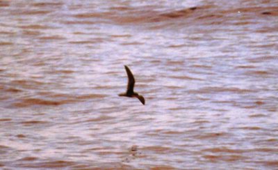 BULWERS PETREL . SEA TRIP . OFF OF MADEIRA .1 . 9 . 2002