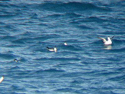 MANX SHEARWATER , OFF OF PORTLAND BILL , DORSET , 12 , 5 , 2008