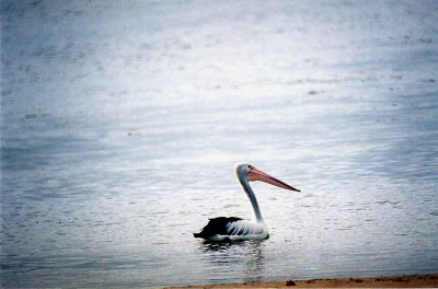 AUSTRALIAN PELICAN .  MAROOCHYDORE .  QUEENSLAND .  AUSTRALIA . 23 . 5 . 2000  