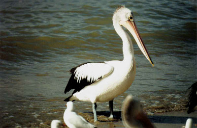 AUSTRALIAN PELICAN . HERVEY BAY .  QUEENSLAND .  AUSTRALIA . 25 . 5 . 2000 