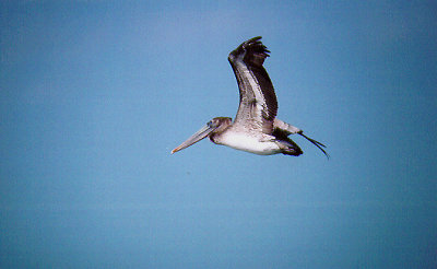 BROWN PELICAN , OCEAN BEACH , CALIFORNIA , U . S . A . 17 , 11 , 2004