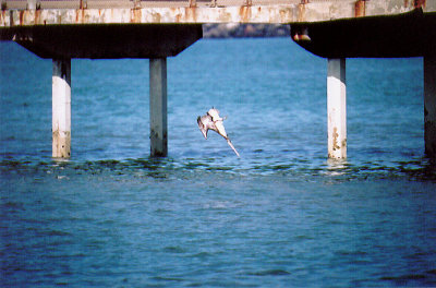 BROWN PELICAN . OCEAN BEACH . CALIFORNIA . U . S . A . 17 . 11 . 2004