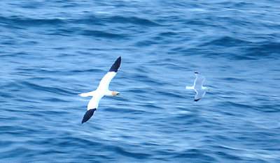 NORTHER GANNET & KITTIWAKE . OFF OF LUNDY ISLAND . DEVON . 27 . 4 . 2008