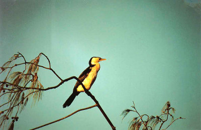 Little Pied Cormorant . Phalacrocorax melanoleucos