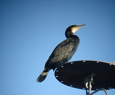 CORMORANT . COUNTESS WEAR SLUDGE BEDS . EXETER . DEVON . ENGLAND . 17 . 12 . 2008