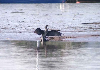 CORMORANT . THE RIVER EXE . TOPSHAM . DEVON . ENGLAND . 6 . 10 . 2013