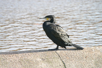 CORMORANT . TREWS WEAR . EXETER . DEVOB . ENGLAND . 23 . 10 . 2013