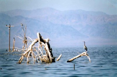 GREAT BLUE HERON .  THE SALTON SEA .  CALIFORNIA . USA . 9 . 3 . 2000