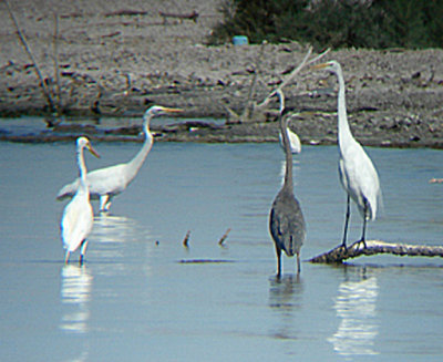GREAT BLUE HERON . THE SALTON SEA . CALIFORNIA . USA . 19 . 7 . 2009