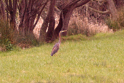 PURPLE HERON . THE OTTER ESTUARY MARSHES . DEVON . 3 . 4 . 2012