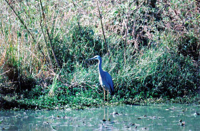 WHITE FACED HERON . BUNDABERG SWAMP . QUEENSLAND . AUSTRALIA . 3 . 6 . 2000  