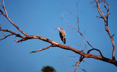 White-Faced Heron . Egretta novaehollandiae
