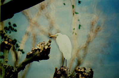 GREAT WHITE EGRET , THE COACHELLA WILD BIRD CENTER , INDIO , CALIFORNIA , USA . 21 , 11 , 2004